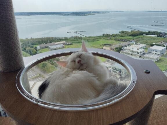 ??みたよ、ありがとうございます??