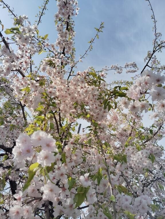 ??みたよ、ありがとうございます??