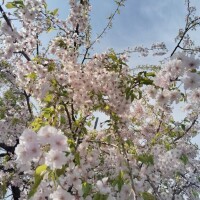 ??みたよ、ありがとうございます??