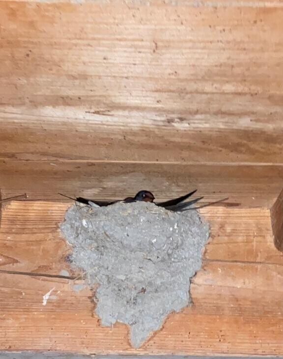 ??みたよ、ありがとうございます??