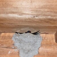 ??みたよ、ありがとうございます??