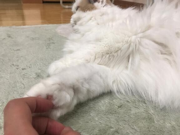 ?みたよ、ありがとうございます?