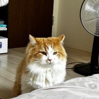 かなえ
