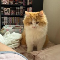 かなえ