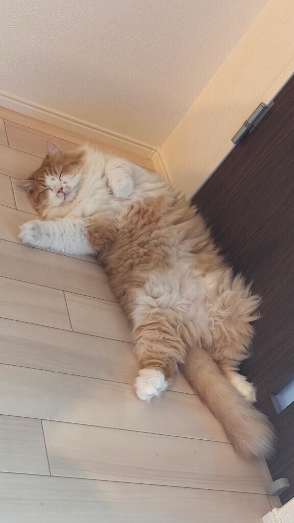無念?