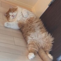 かなえ
