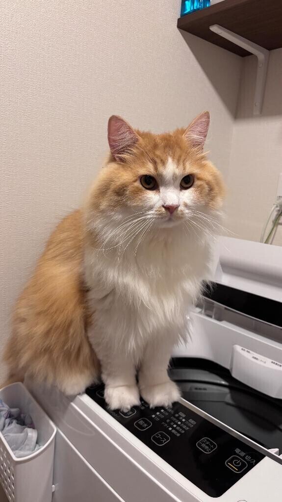 6日間ありがとう??