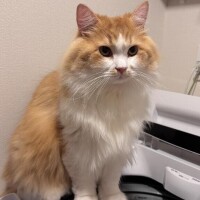 かなえ