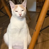 そらね