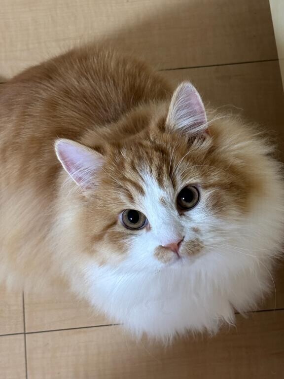 時間延ばしたよ?