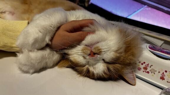 ?おっぱいタイム?