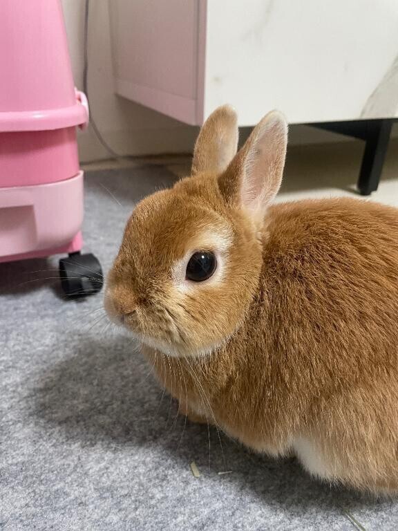 仲間の紹介～?