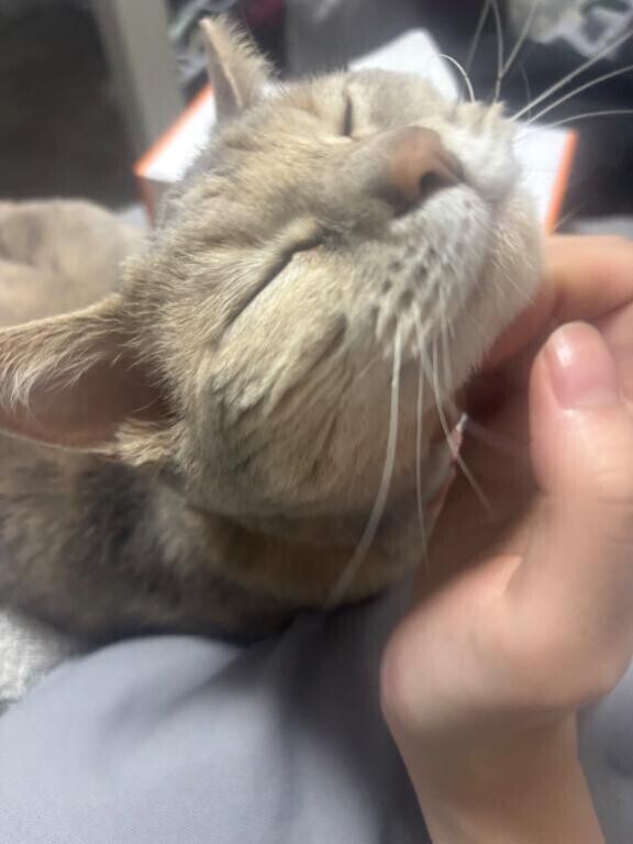 ねこねこ????