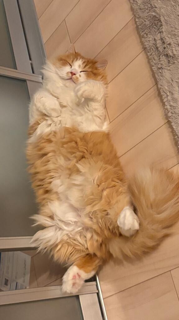 本日のラッキーボーイ?