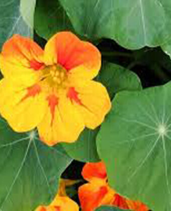 ありがとうございました。