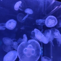 いろは