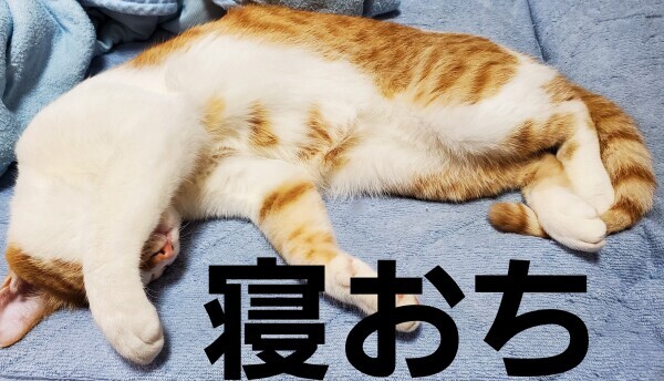 寝落ちでネボー( ºωº ;)