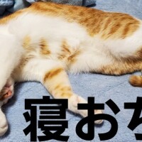 寝落ちでネボー( ºωº ;)