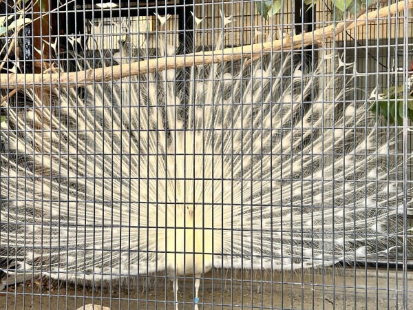 🎀お礼＆本日も出勤します🎀