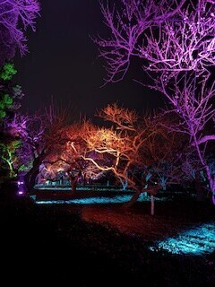 ライトアップ♡