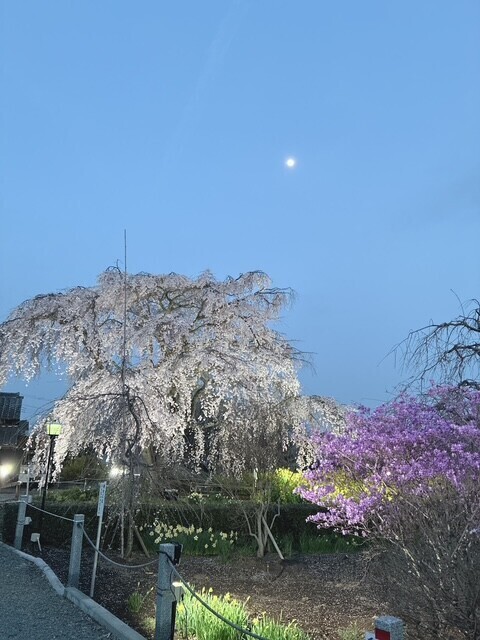 夜桜とお月様♡