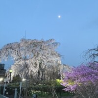 夜桜とお月様♡