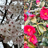 🎀土曜日と日曜日、出勤します🎀