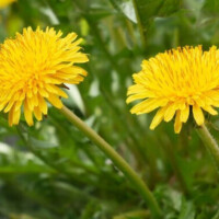 おはようございます