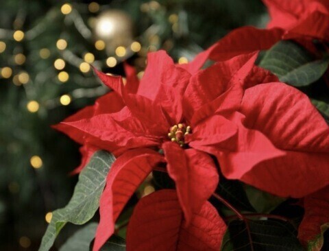 ありがとうございました??