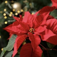 ありがとうございました??