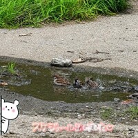 くみこ