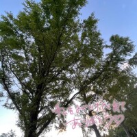 夏のBGM♪