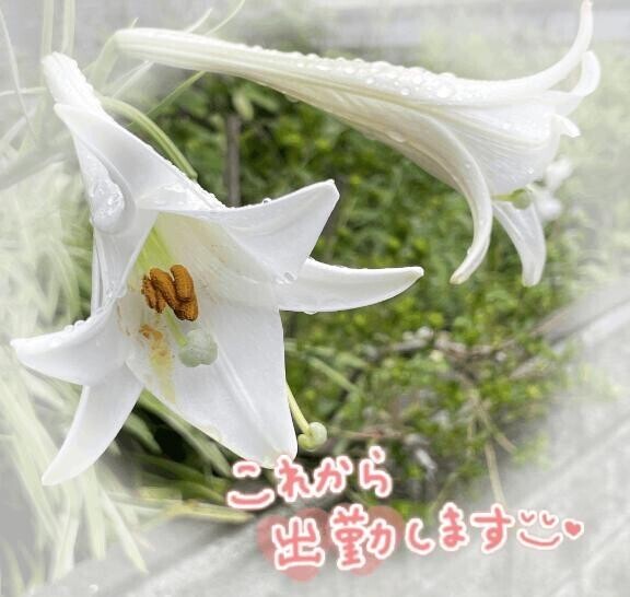 ただいま?