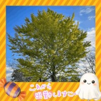 関東じゃ幻のアレ??
