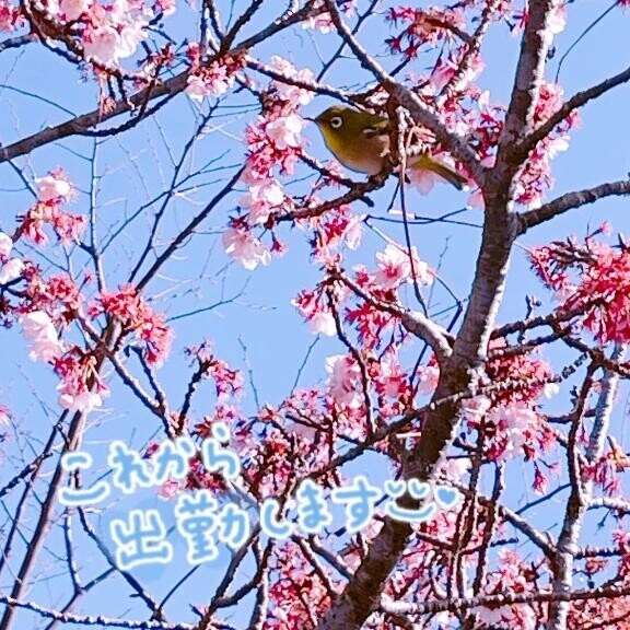 メジロの好物は◯、私の好物は?