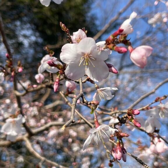 マイペースです