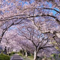 おでこにピタン