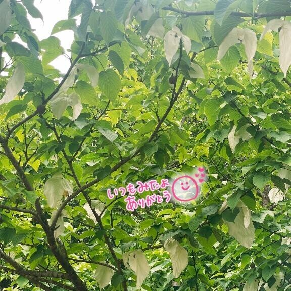 みたよに感謝