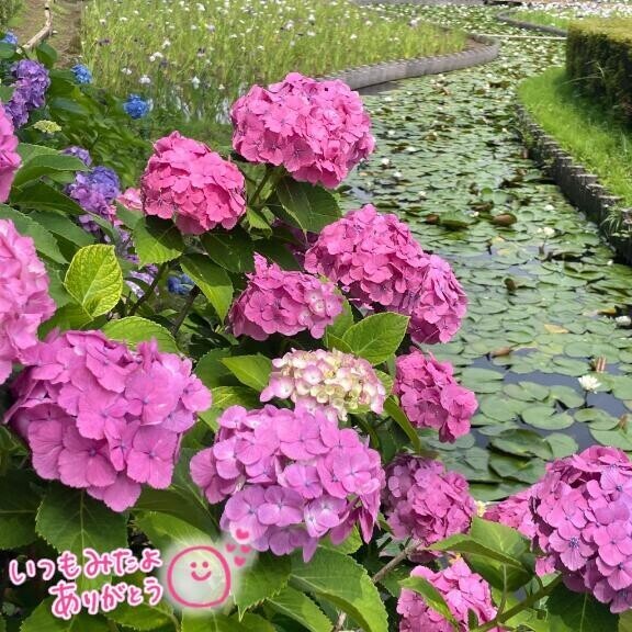 ◯◯ラベルに弱いんです