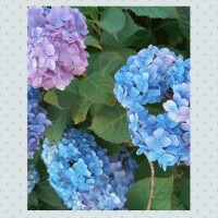 ひなた