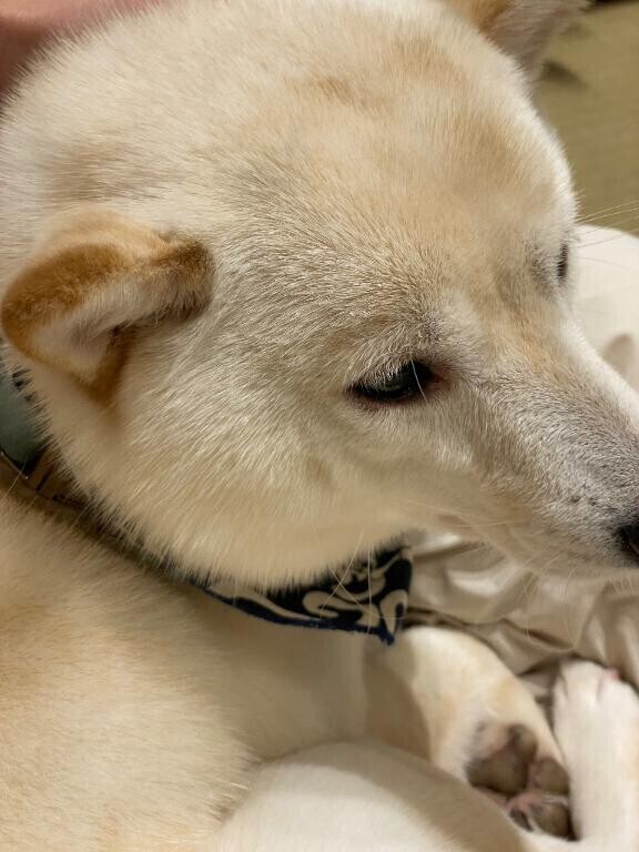 お休み中は❤️もふもふしてます笑