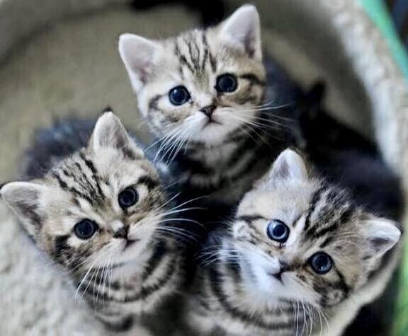 にゃんにゃんにゃん🐈‍⬛