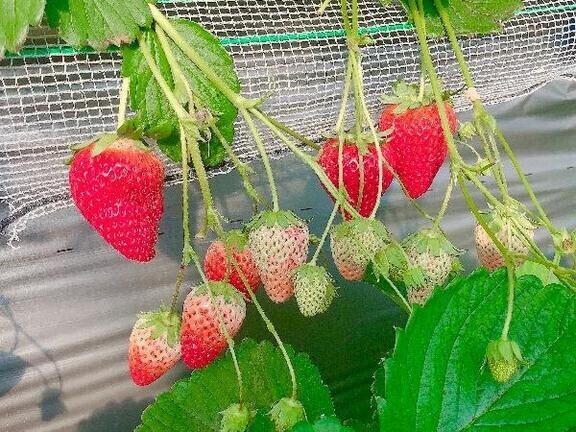 いちご狩り🍓