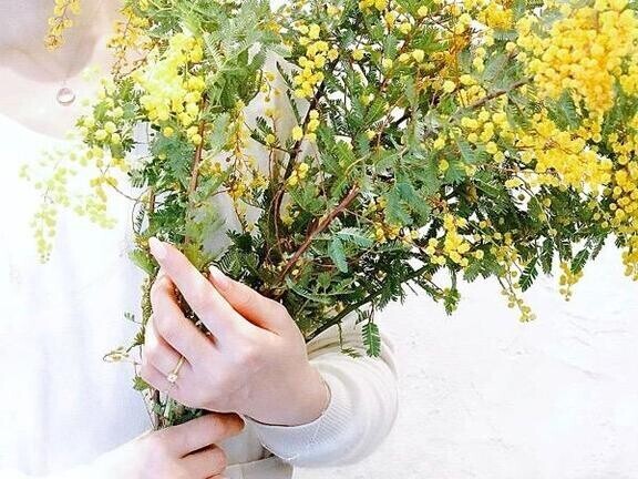 ミモザの日🌼