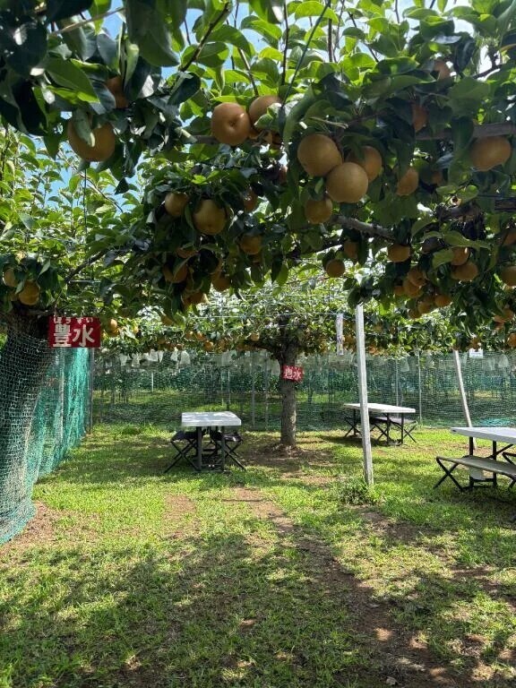 初めての梨！狩り🍐