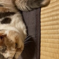 香凜（かおり）