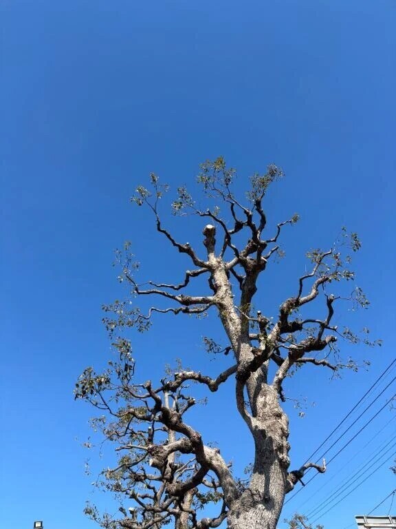 雲がいなーい空