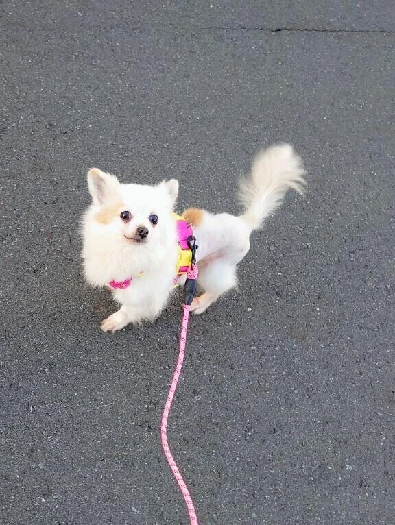 今さら(-∀-`; )今朝のうちの犬