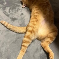 紗香（さやか）