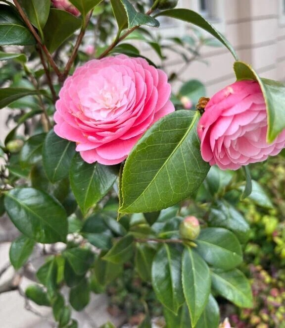 可愛い🌺